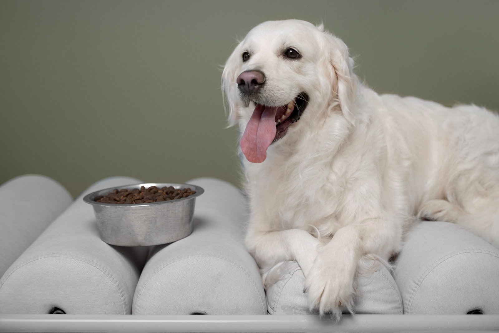 What Is Chicken Meal in Dog Food?