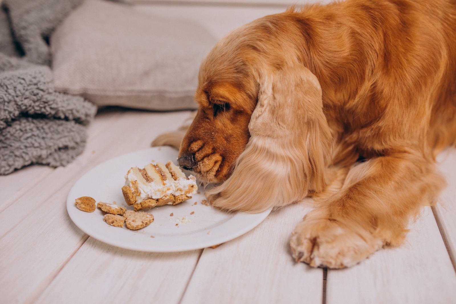 What Is Chicken Meal in Dog Food?