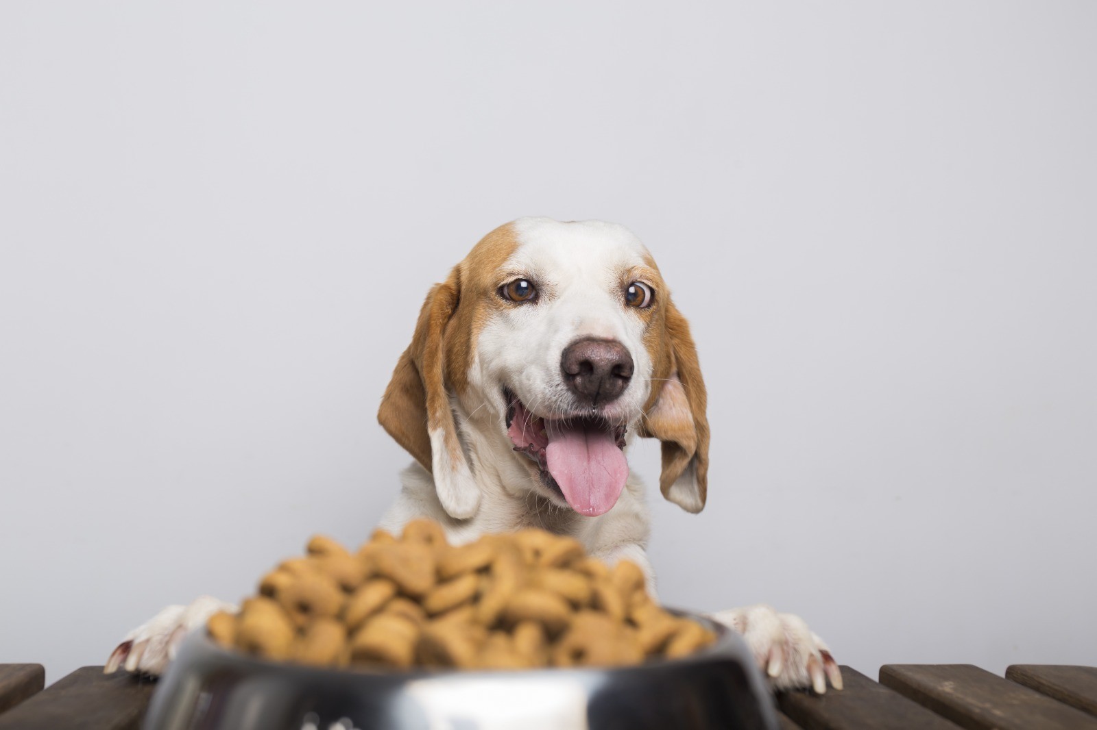 What Is Chicken Meal in Dog Food?